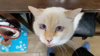 my needy cat's nighttime routine