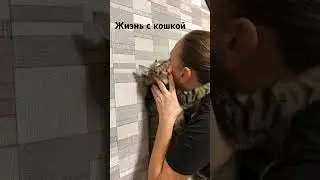 Кошечки наши любимые ❤️  respect #short #videoftheday