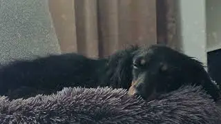 🐾 Relax With Major | Gentle Background Calm for Pets & Home