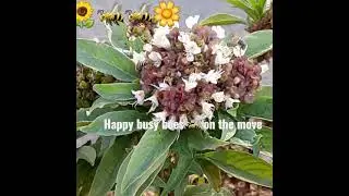Happy bees on the move🐝⚘🌾#shorts