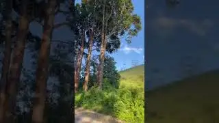 #fypシ゚viral #thamizhisai #onemillon #estatelife #estate #kandy #kandykellebokka