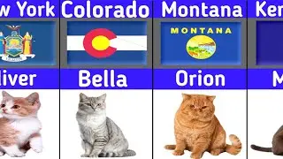 😺 Самые распространённые имена для кошек в каждом штате США | Шокирующие результаты! ⚡
