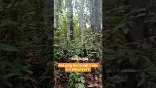 saat menegangkan, pas sendiri dalam hutan😱  #dayak #PulauBorneo#fypシ゚viral #beranda #hororpendakian