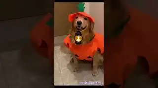 Funny 🤣🤣🤣 Dogs in costumes and cute cats 🤣😂