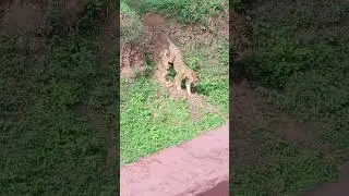 big Tiger in Vizag Zoo
