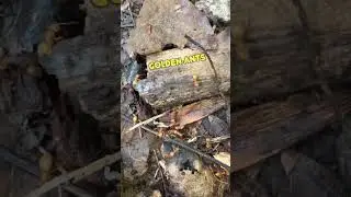 Golden ants | What is under the rock?
