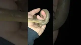 Rubber Boa found at night!