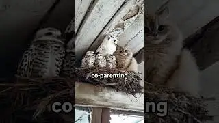 Good Dad #reels #shorts #owl #cat