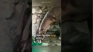 Saola Secrets | Quest for the Asian Unicorn 🦌