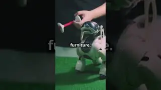Meet the Space Hopper Robot: The Cat Walker!
