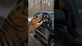 The Tiger Hero An Unbelievable Rescue Story! 🐯🐱