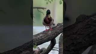 Anatidaephobia: Is a Duck Watching You?