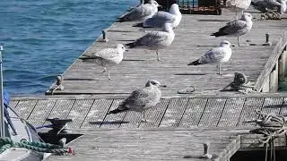 First winter American Herring Gull, Newlyn, Cornwall. 3.4.21.