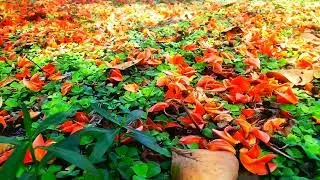 Palash Flower: The Flame of the Forest | Beauty, Significance & Cultural Importance of Bengal's