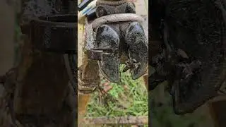 Step-by-Step Treatments Cow Hoof Rescue &ndash; Cleaning, Trimming & Nail Removal Done Right!