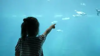 Introducing Plexiglass | ePlastics