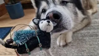 Huskys Christmas Has Already Started