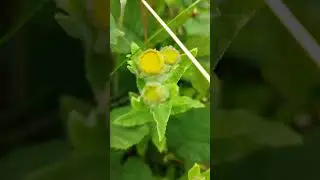 Gro&szlig;es Flohkraut (Pulicaria dysenterica) - Gartenexpedition #shorts #naturgarten #gartenexpedition