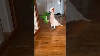 Down the stairs Dino!! 🤣🦖 #barneythewestcoastcockatoo