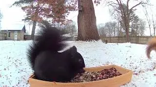 Urban Black Squirrels,  Fox Squirrels and one they call a Black Morph. 