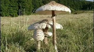 Riconoscere con Certezza la MAZZA di TAMBURO e il suo SOSIA VELENOSO!!!