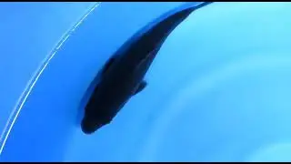 ikan koi kharasu