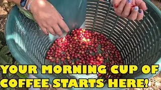 DOKA Coffee Plantation - San Jose, Costa Rica #anothercookstour