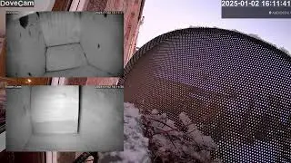 LIVE Bird Nest Cams in Scotland - Blue Tit, Robin & Collared Dove