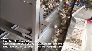 Automatic Garlic Seeds Size Sorting Machine