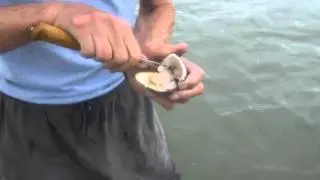 Clams on the 'half shell' off Portsmouth Island, NC