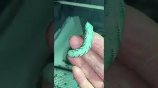 Update: hornworm breeding and what i have learned so far this summer!