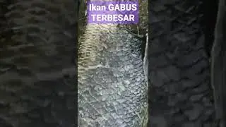 ikan gabus raksasa