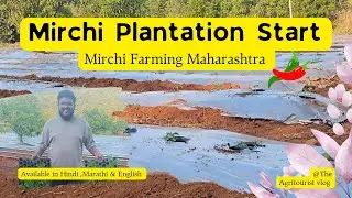 Day 13 Of Mirchi Farming | Sabse Important Din😱 Plantation Finally Start 🌱