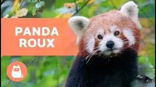 Le PANDA ROUX 🐼❤️ (Caract&eacute;ristiques, Habitat et Alimentation)