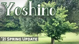 Spring 2021 Update - Yoshino Cherry Trees
