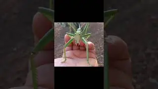 Types of Katydids Part 6 #insects #katydid