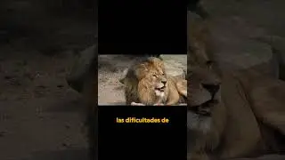 &iquest;Por qu&eacute; los Leones Est&aacute;n en Peligro de Extinci&oacute;n?
