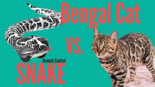 Remote Control Snake Surprises Bengal Cat