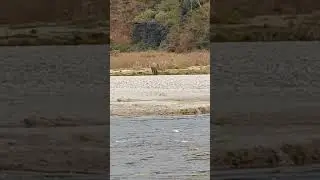 Elephant chasing a dog
