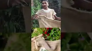 raaz chaudhary urfi javed funny dress 🤣😅😣🥵 #urfijaved #mimicry #raazchaudhary #youtubeshorts #funny