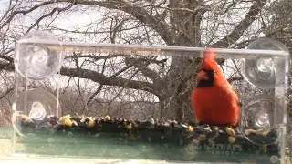 Review of Nature's Envoy Clear Window Bird Feeder and How it Works with a Cat