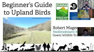 Beginner's guide to upland birds