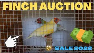 Finch Auction QFS 2022