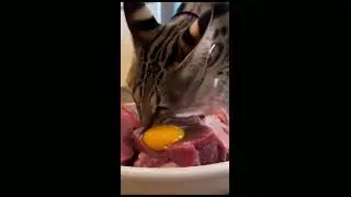 &ldquo;Feeding Simba His Raw Diet&mdash;He LOVES This #subscribemychannel #cat #diet #raw #simba #animals #pets