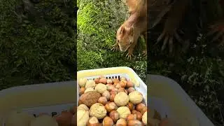 Hiding Nuts Like a Pro #SquirrelSmart #NatureHacks