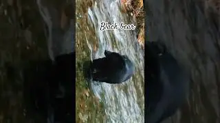 Uttarakhand Ka Black Bear | Himalayan Black Bear Facts