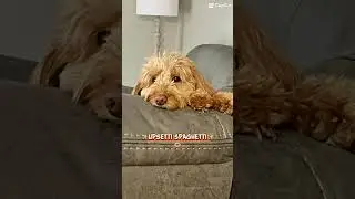 Your Dog Will Think This If They Do Not Get The Proper Attention! 🤣😍 #funnyshorts #puppy