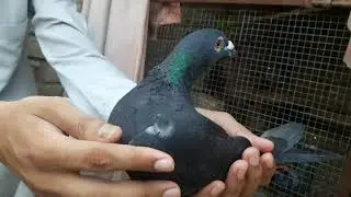 Big Nose Black Diamond Racing Pigeon || Racing pigeons Pakistan