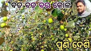 ଆଜି ଖାଇବା ବରକୋଳି // ପୁରା ଦେଶି କୋଳି // ପୁରା ମାଗେଣା // ଟିଟନ ଭାଇ ଗଛରେ ମୁଁ ତଳେ//ଖାଲି ବଡ଼ ବଡ଼ କୋଳି#vlog
