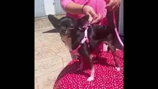 Step-In Harness for Small Dogs